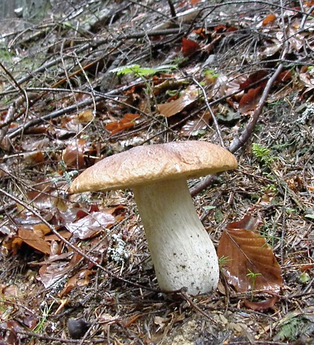 hríb smrekový Boletus edulis Bull.