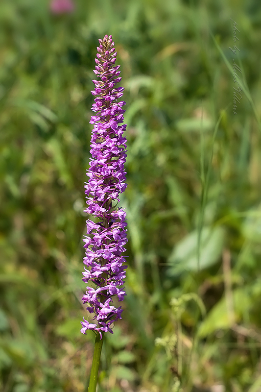 päťprstnica hustokvetá Gymnadenia cf. densiflora (Wahlenb.) A. Dietr.