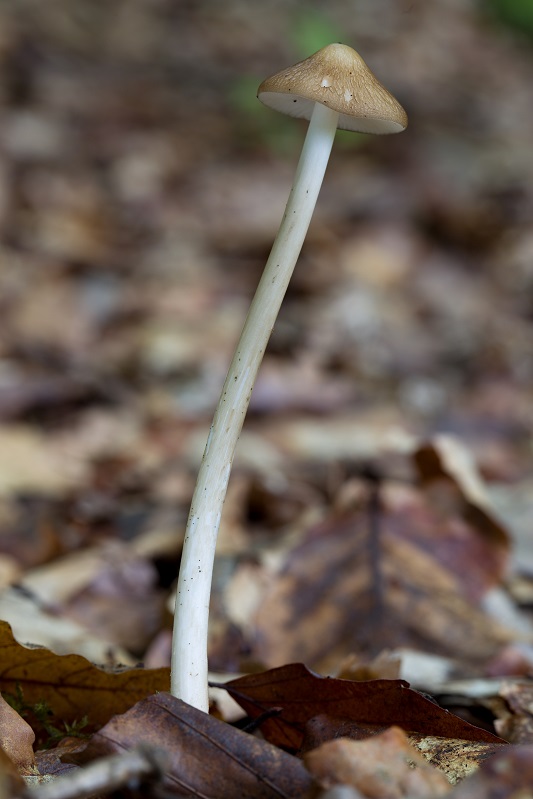 sliznačka koreňujúca Hymenopellis radicata (Relhan) R.H. Petersen