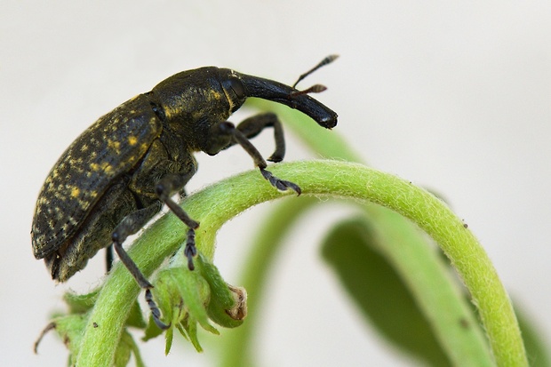 tvrdoň deväťsilový Liparus glabrirostris