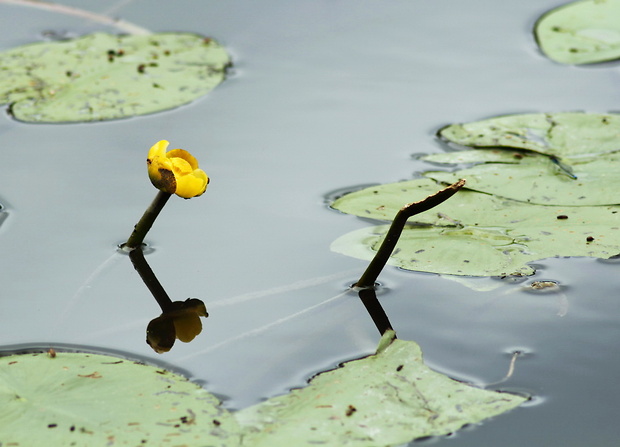 leknica žltá Nuphar lutea (L.) Sm.