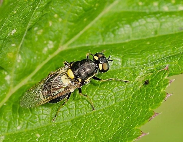 bránivka Oxycera leonina ♀