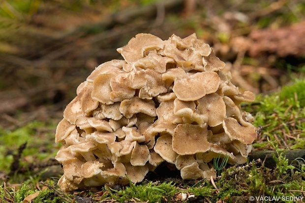 trúdnik klobúčkatý Polyporus umbellatus (Pers.) Fr.