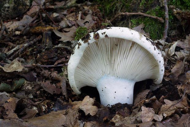 plávka lievikovitá Russula chloroides (Krombh.) Bres.