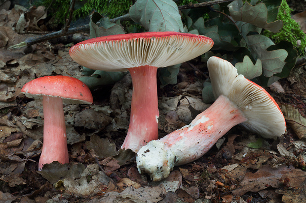 plávka úhľadná Russula rosea Pers.