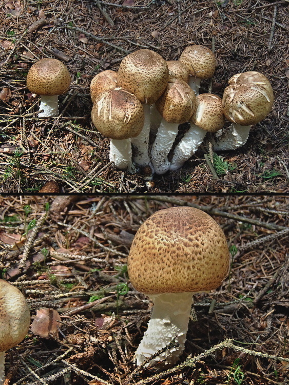 pečiarka obrovská Agaricus augustus Fr.