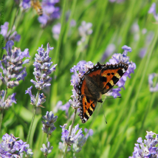 babôčka žihľavová Aglais urticae Linnaeus 1758