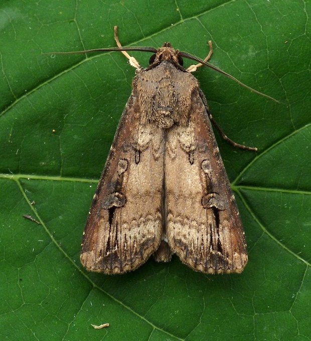 siatica ypsilonová Agrotis ipsilon