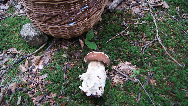 hríb dubový Boletus reticulatus Schaeff.