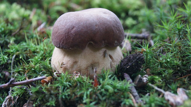 hríb dubový Boletus reticulatus Schaeff.