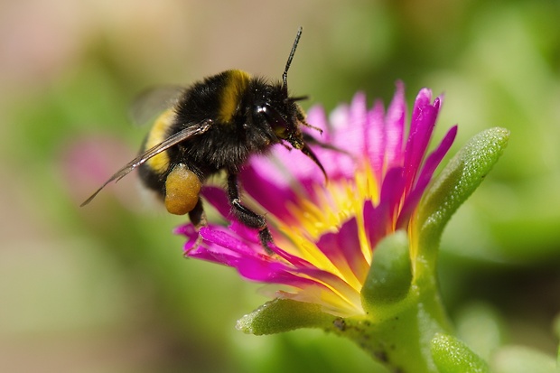 čmeľ zemný Bombus terrestris