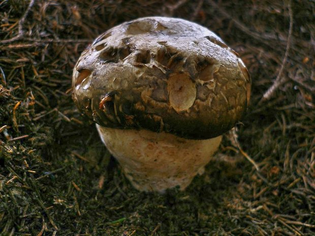 náramkovka cisárska Catathelasma imperiale (P. Karst.) Singer