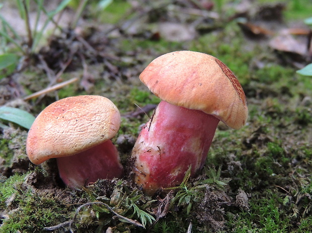 rubínovec obyčajný Chalciporus rubinus (W.G. Sm.) Singer