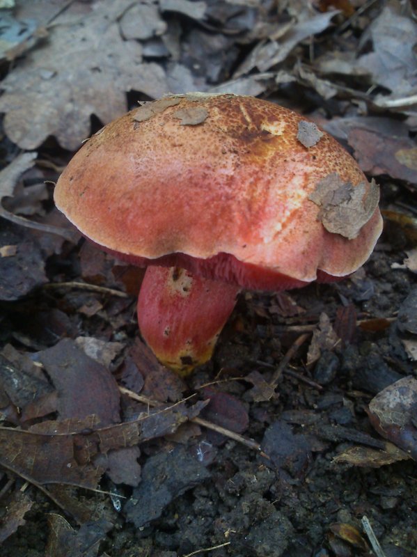 rubínovec obyčajný Chalciporus rubinus (W.G. Sm.) Singer