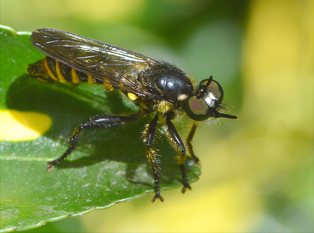 muchárka Choerades marginata  (Linnaeus, 1758)