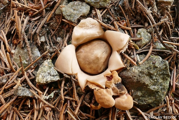 hviezdovka strapkatá Geastrum fimbriatum Fr.