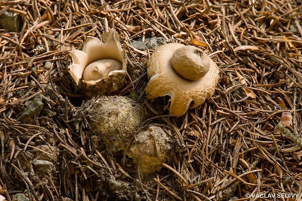 hviezdovka strapkatá Geastrum fimbriatum Fr.