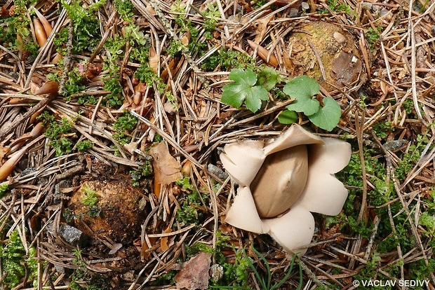 hviezdovka strapkatá Geastrum fimbriatum Fr.