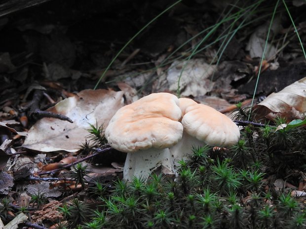 jelenka poprehýbaná Hydnum repandum L.