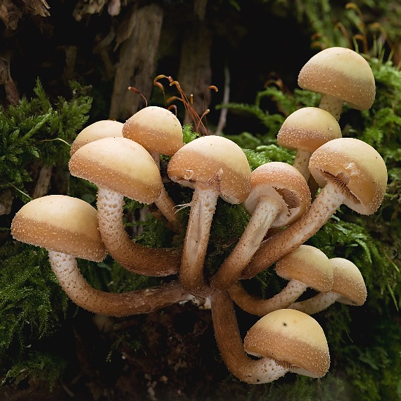 šupinačka menlivá Kuehneromyces mutabilis (Schaeff.) Singer & A.H. Sm.