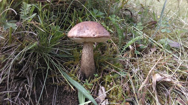 kozák brezový Leccinum scabrum (Bull.) Gray