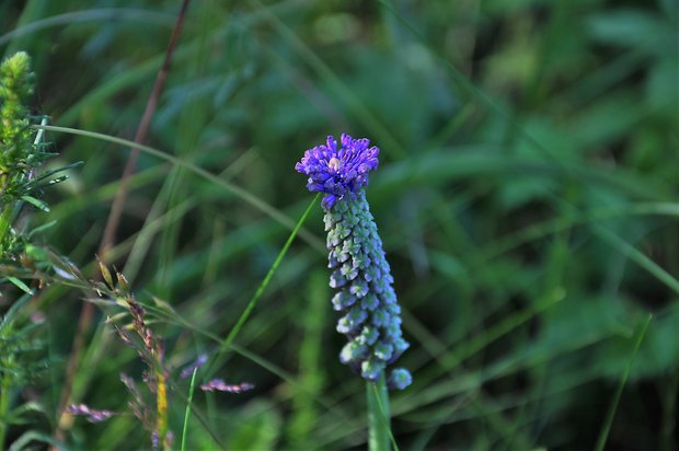 leopoldia chochlatá Leopoldia comosa (L.) Parl.