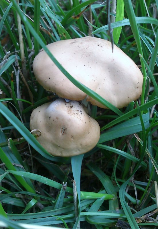 tanečnica poľná Marasmius oreades (Bolton) Fr.