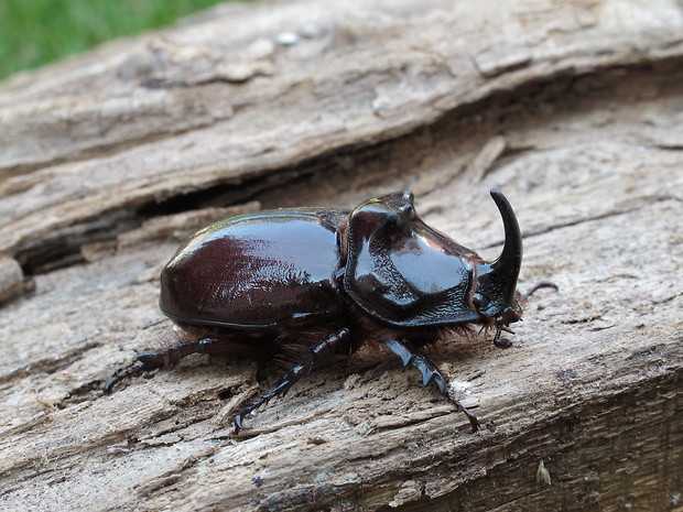 nosorožtek obyčajný Oryctes nasicornis