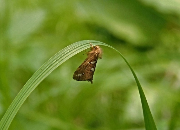 hrotokrídlovec prvosienkový   /   hrotnokřídlec lesní Phymatopus hecta ♂ Linnaeus, 1758