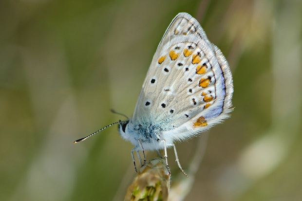 modráčik blankytný Polyommatus thersites  Cantener, 1834