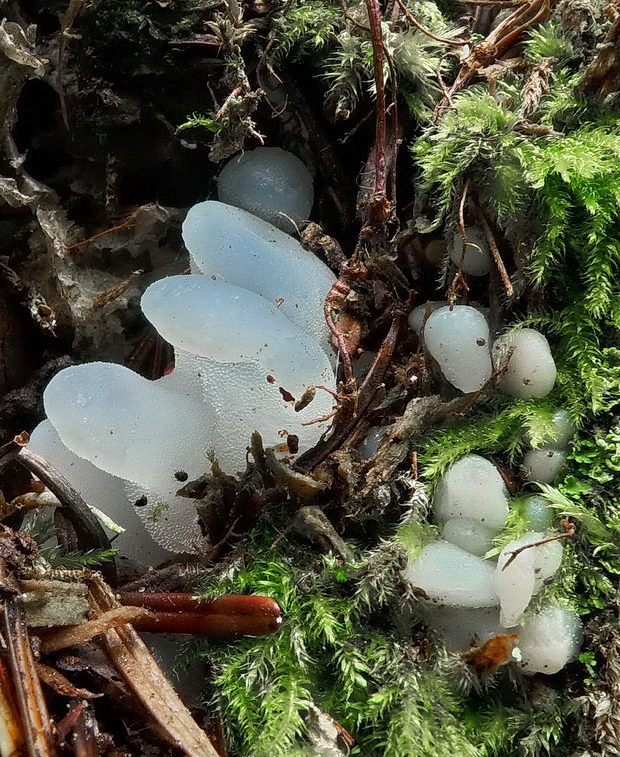 pajelenka želatínová Pseudohydnum gelatinosum (Scop.) P. Karst.