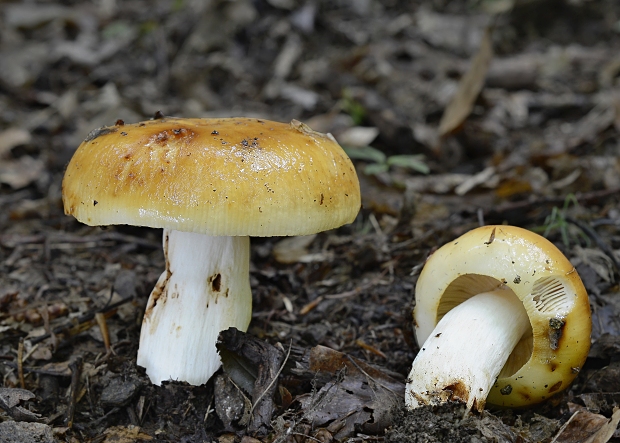 plávka smradľavá Russula foetens Pers.