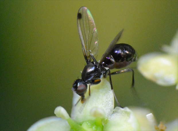 mihotavka čierna Sepsis cynipsea  (Linnaeus, 1758)