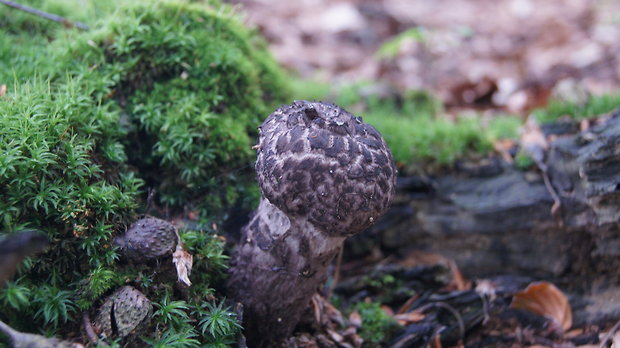 šiškovec šupinatý Strobilomyces strobilaceus (Scop.) Berk.