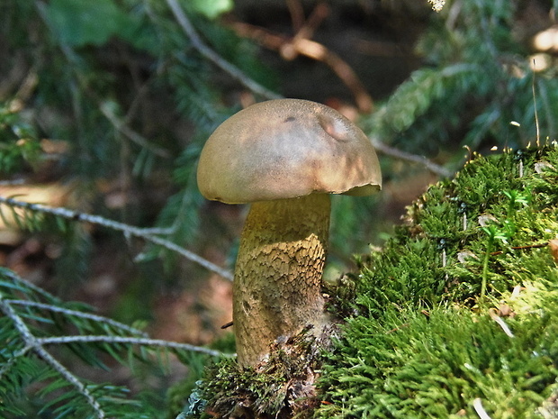 podhríb žlčový Tylopilus felleus (Bull.) P. Karst.