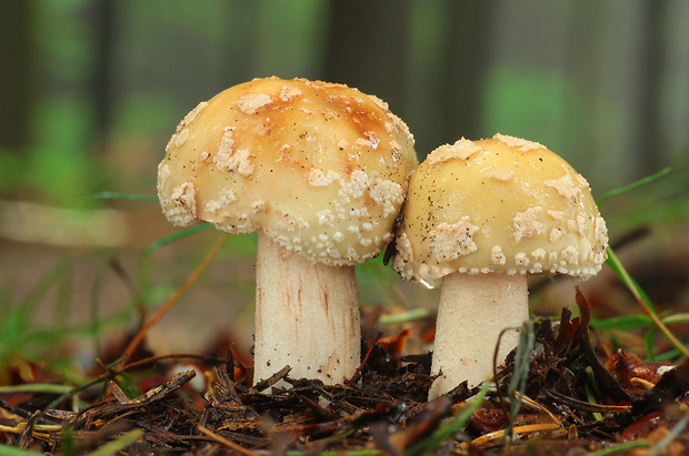 muchotrávka červenkastá Amanita rubescens Pers.