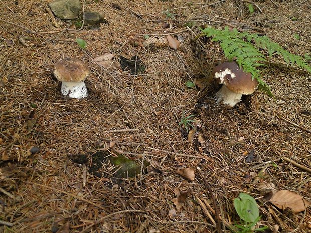 hríb smrekový Boletus edulis Bull.