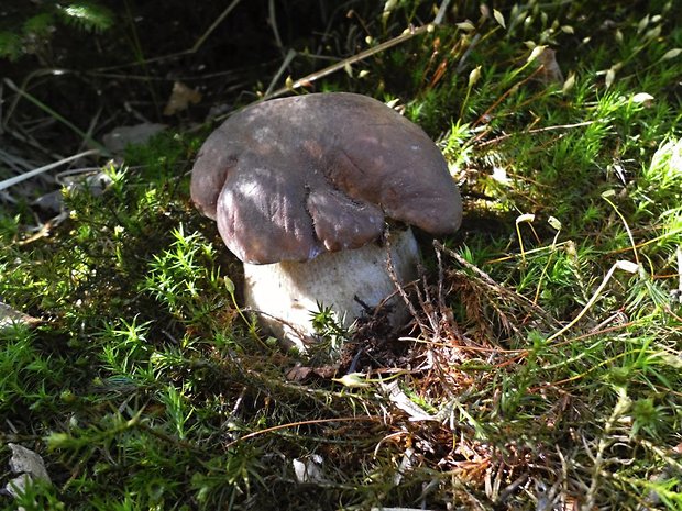 hríb smrekový Boletus edulis Bull.