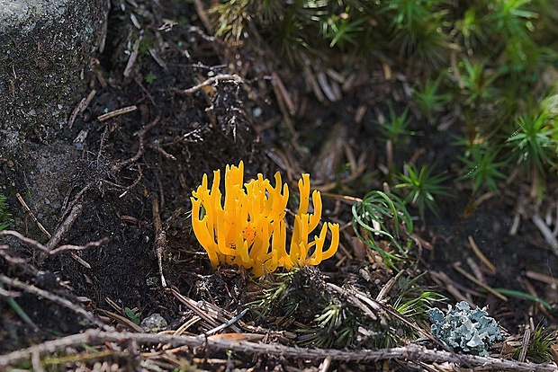 parôžkovec lepkavý Calocera viscosa (Pers.) Fr.