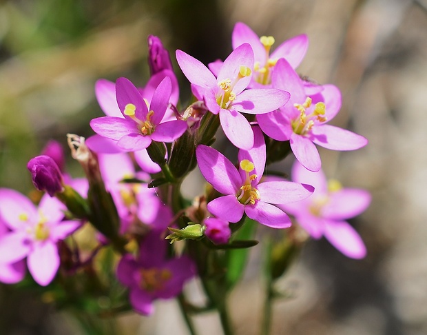 zemežlč pobrežná slatinná Centaurium littorale subsp. uliginosum (Waldst. et Kit.) Rothm. ex Melderis