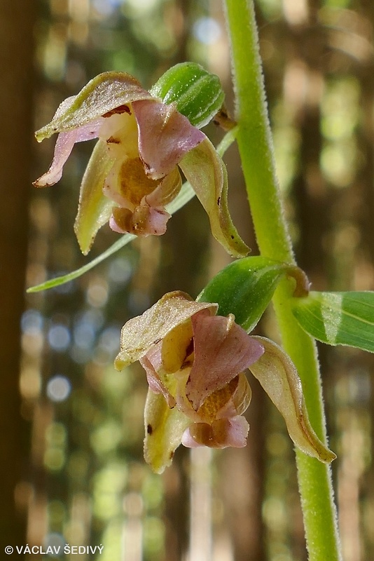 kruštík širokolistý pravý Epipactis helleborine subsp. helleborine (L.) Crantz