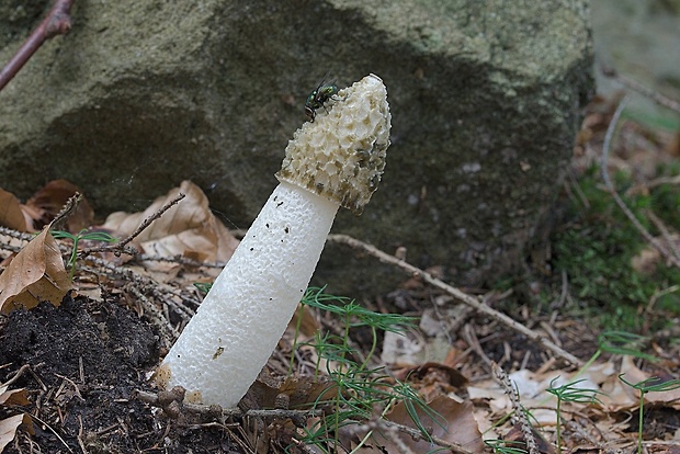 hadovka smradľavá Phallus impudicus L.