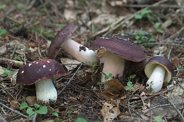 plávka olivová Russula olivacea (Schaeff.) Fr.