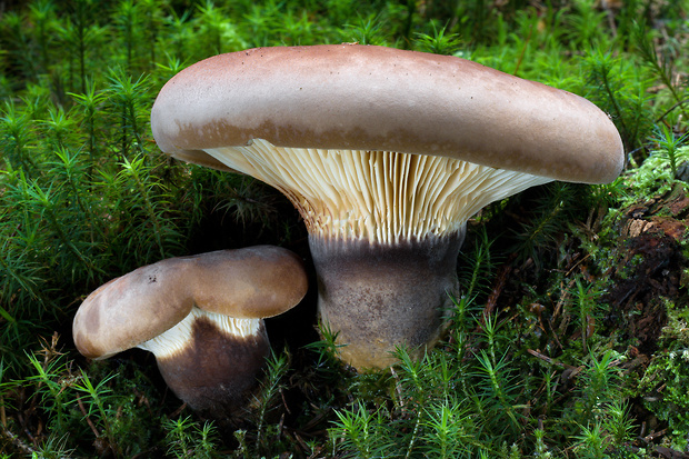 čechračka tmavohlúbiková Tapinella atrotomentosa (Batsch) Šutara