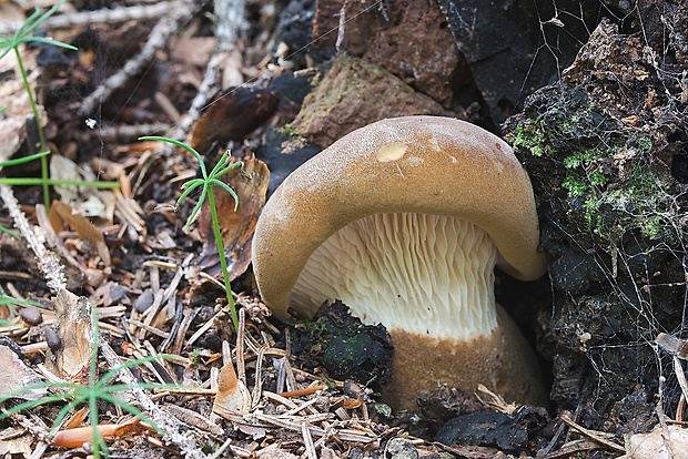 čechračka tmavohlúbiková Tapinella atrotomentosa (Batsch) Šutara