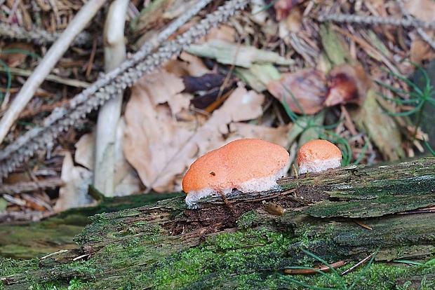 jahodník sasankovitý Tubifera ferruginosa (Batsch) J.F. Gmel.