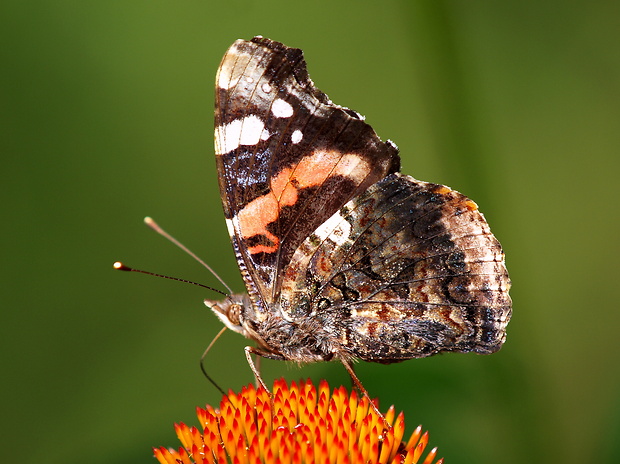 bábôčka admirálska  Vanessa atalanta