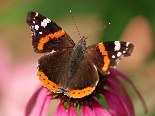 bábôčka admirálska Vanessa atalanta