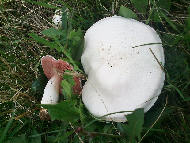 pečiarka poľná Agaricus campestris L.