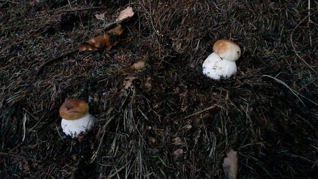 hríb smrekový Boletus edulis Bull.